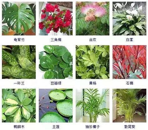 觀葉植物種類